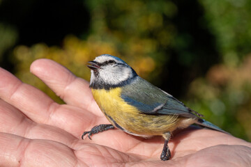 Blue and yellow bird is perched on a person's hand. The bird is small and has a blue head and a yellow body. The scene is peaceful and calming