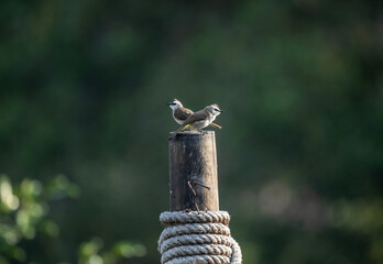 beautiful tropical bird hunting on a sunny day in Thailand