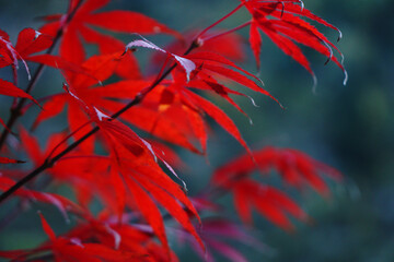 Red maple leaves on the branch tree with snow mountain background . It is fall foliage in autumn season
