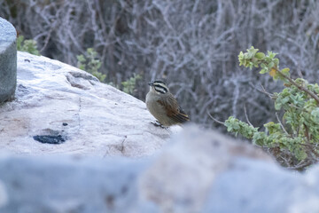 Bird on a rock in the wilderness