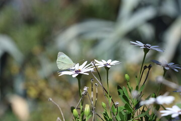 Large Cabbage White (Pieris brassicae) butterfly on a flower