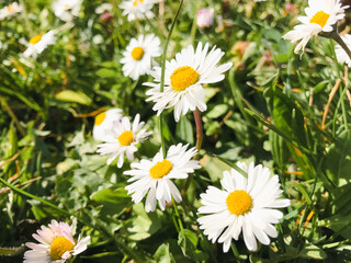 Field of white daisies with yellow centers. The flowers are scattered throughout the field, with some closer to the foreground and others further back