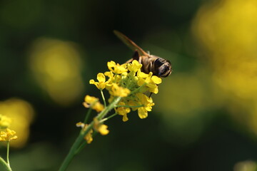 Hoverfly (Episyrphus balteatus) on charlock mustard or wild mustard 