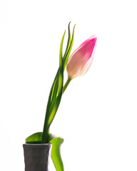 Rosa Tulpe in weisser Vase vor weissem Hintergrund