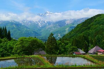 初夏の青鬼地区。白馬、長野、日本。5月下旬。