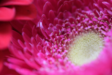 close up of blooming gerbera flower petals