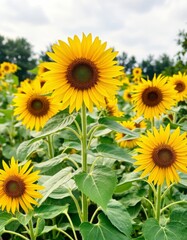 Obraz premium Field of sunflowers