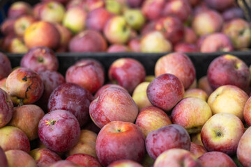 Food farm industry. Harvesting apple fruit. Pile of freshly harvested organic apples. Healthy eating concept