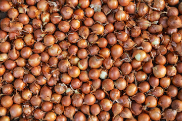 Onions found on the market stall. onion concept. onions on the counter