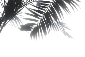 palm tree leaves