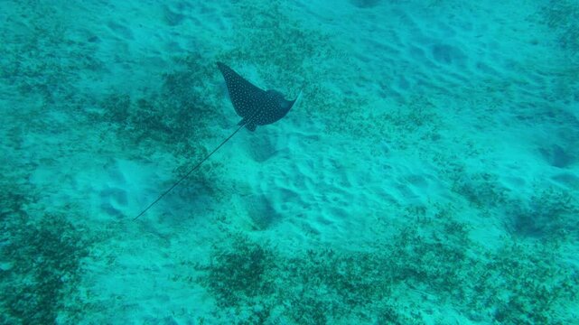 Spotted eagle ray (ocellated eagle ray) swimming in Red sea, Egypt
