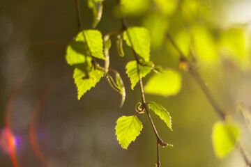 Birch branches with first tender leaves in blurred haze with highlights on sunny May morning. Spring mood
