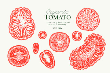 Hand Drawn Tomato Illustration. Retro Vegetable Vector Isolated Image. Old School Farm Food.
