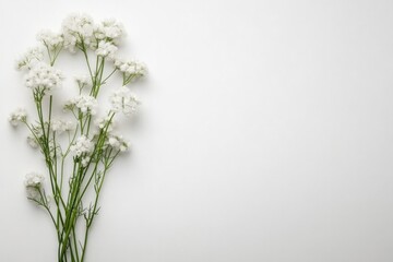 Obraz premium Delicate white flowers arranged artfully against minimalist back