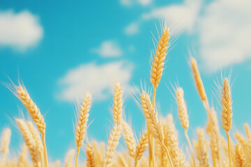 Fototapeta premium Golden wheat field in summer, ripe harvest illustration of wheat during autumn season