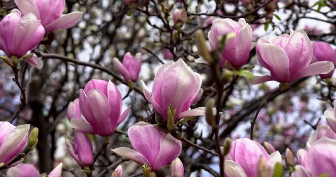The magic of pink buds in spring