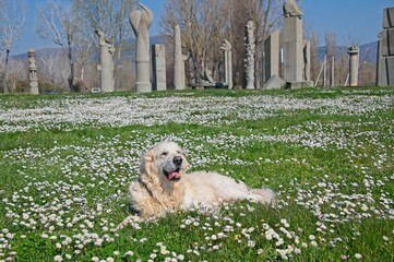 Billy the White English Golden Retriever in field of flowers