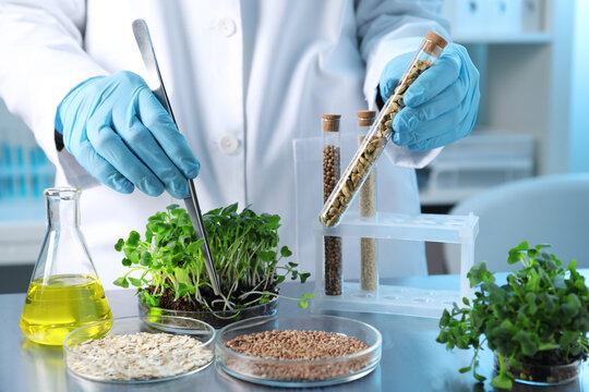 GMO concept. Scientist doing experiment with microgreens and different grains at table in laboratory, closeup