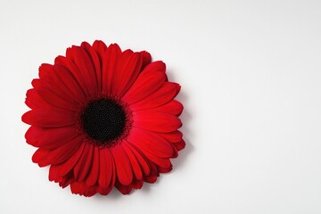 Vibrant red flower stands out against minimalistic white backgro
