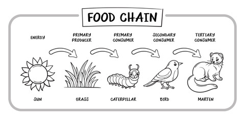 Food Chain Doodle Vector Illustration in Cartoon Style. Isolated on white background. A minimalistic nature icon. Perfect for children s books, educational materials, and eco-friendly projects.