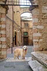 Billy the White English Golden Retriever in Perugia Italy