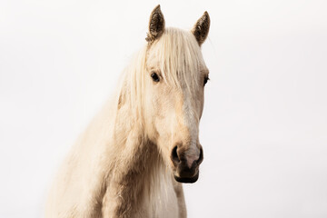 White Horse Portrait with Neutral Background