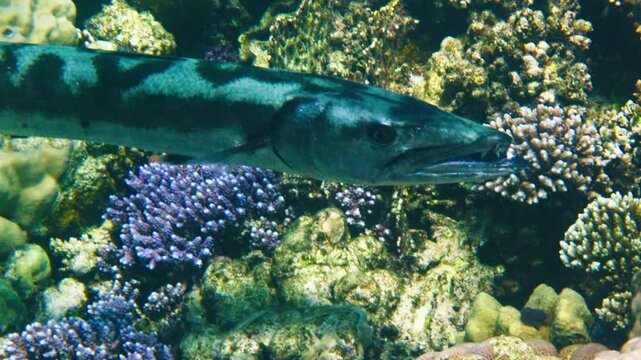 Great barracuda in coral reef