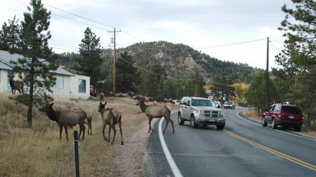 Rocky Mountain Elk Crossing the Road with traffic