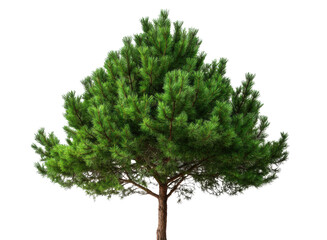 Green pine tree with dense foliage in bright light on a transparent background, cut out