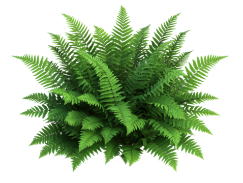 Lush green fern showcases vibrant natural beauty indoors on a transparent background, cut out