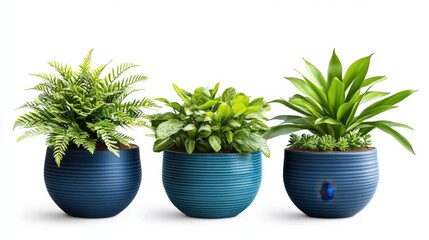 Obraz premium A set of three potted plants on a bright white background