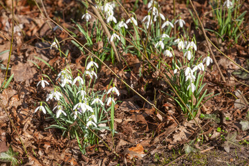 Schneeglöckchen (Galanthus nivalis), Deutschland, Europa
