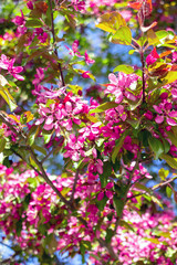 Fototapeta premium An apple tree with bright pink flowers in full spring bloom against blue sky. Close-up