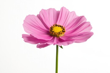 Delicate pink flower showcases vibrant petals and intricate deta