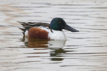 Northern Shoveler