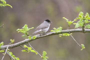 Blackcap