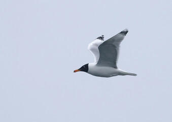 Mediterranean Gull