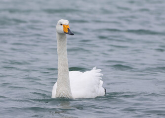 Whooper Swan