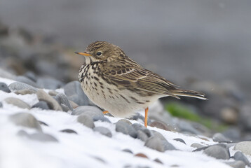 Meadow Pipit