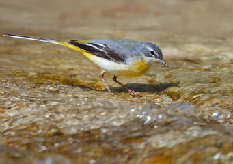 Grey Wagtail