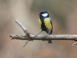 Great Tit