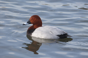 Common Pochard