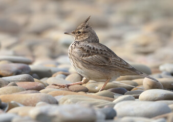 Crested Lark