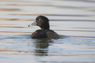 Tufted Duck