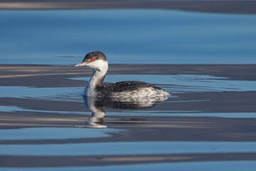 Slavonian Grebe