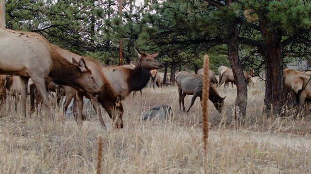 Gang of Rocky Mountain Elk in the Forrest