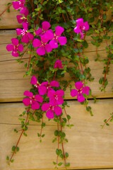 Bright magenta Madeira Cranesbill (Geranium madarense) flowers cascade down a rustic wooden fence, their delicate petals and lush green vines creating a stunning contrast against rustic background