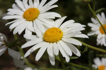 Fototapeta premium A close-up of beautiful Shasta daisies (Leucanthemum superbum) in full bloom, with bright white petals and golden-yellow centers, basking in the sunlight against a lush green background