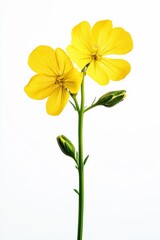 Fototapeta premium yellow rapeseed flowers on white background