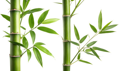 Set of bamboo and leaves, Bamboo leaves collections isolated